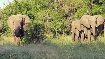 Africa de Sud, un taram ce merita sa fie vizitat